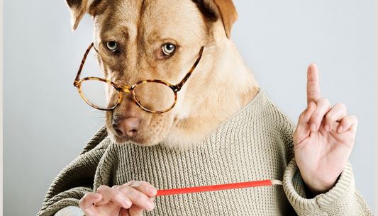 Dog with glasses, sweater and human hands, asking a question