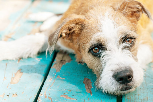 Why Supporting Animal Rescue is a Passion of Ours