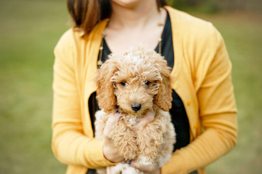 Woman holding cute puppy