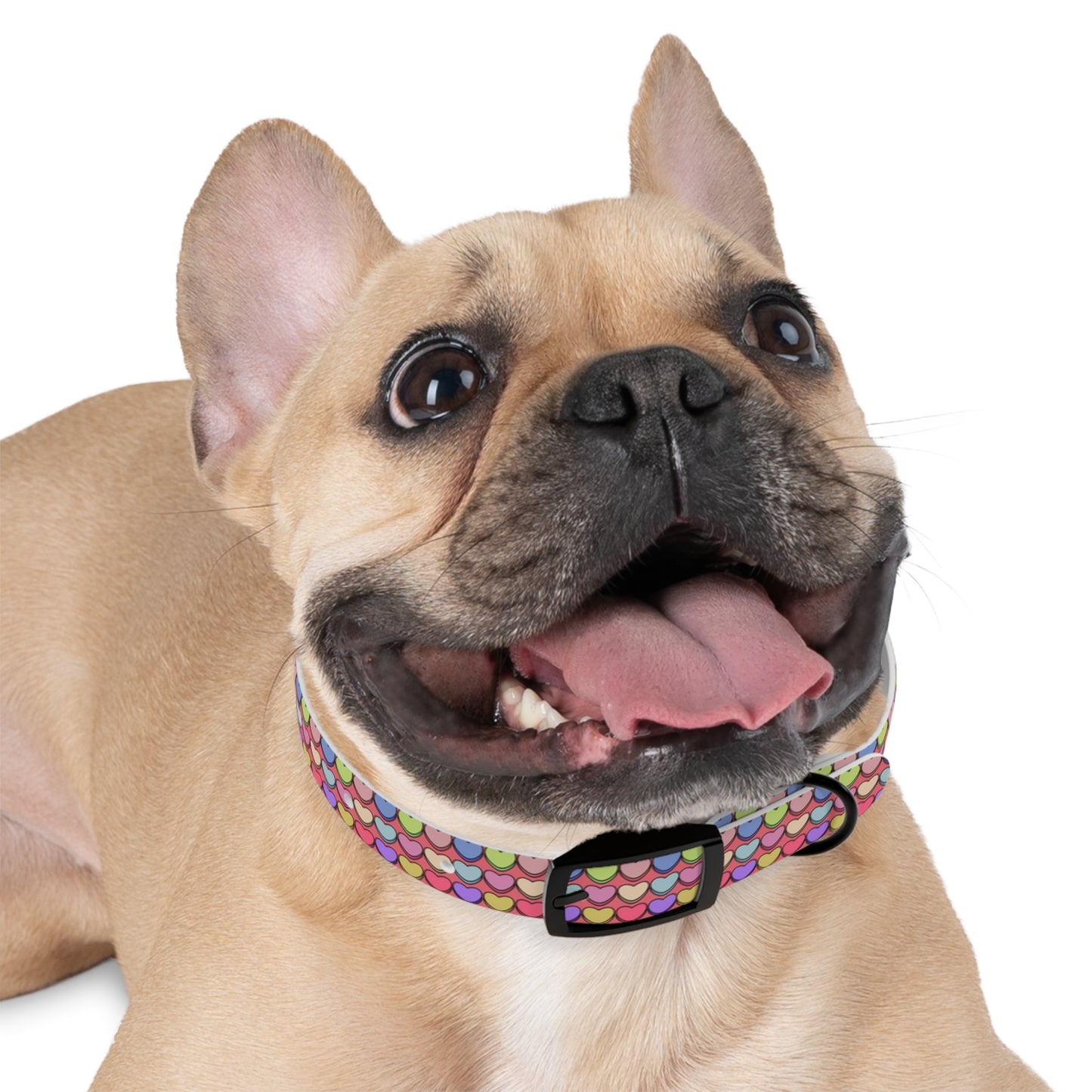 Candy Hearts Valentine's Day Hypoallergenic Dog Collar -Choose Buckle Finish