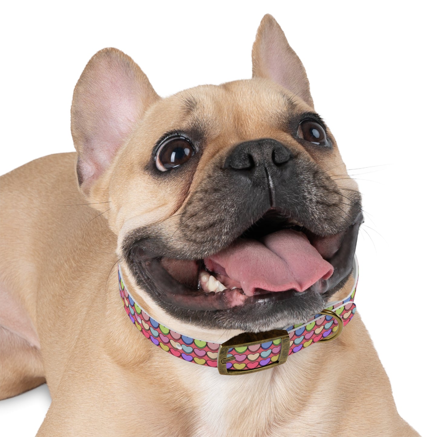 Candy Hearts Valentine's Day Hypoallergenic Dog Collar -Choose Buckle Finish