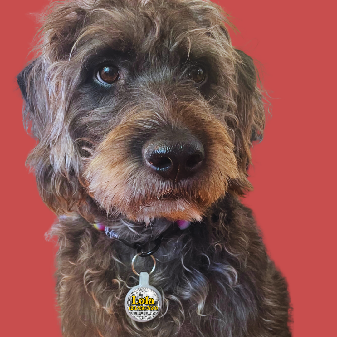 Disco Ball Party Dog or Cat ID Pet Tag with Optional Personalization