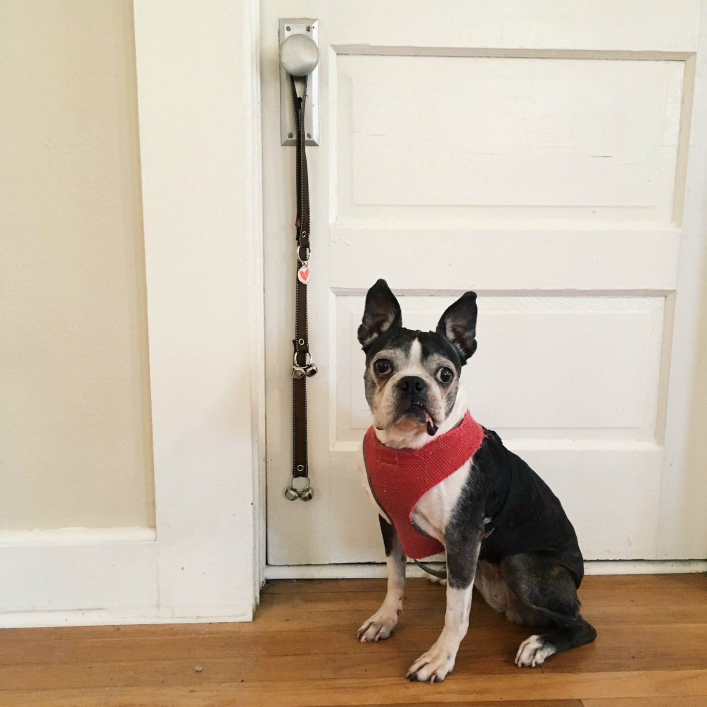 Doggy House Training Bells- Peace