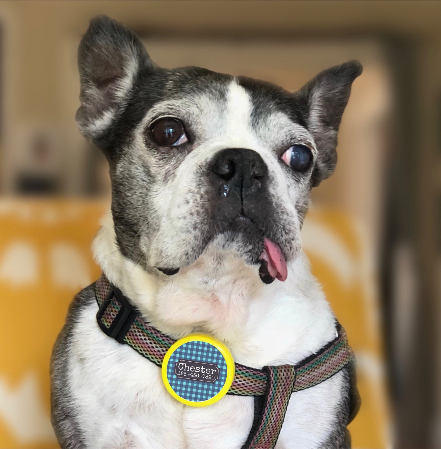 Personalized Gingham Twist-On Dog Tag, Dog Name Tag, Dog Name Tag Cute, Dog Name Tag, Dog Name Tag Collar, Silver Dog Tag Charm, ID