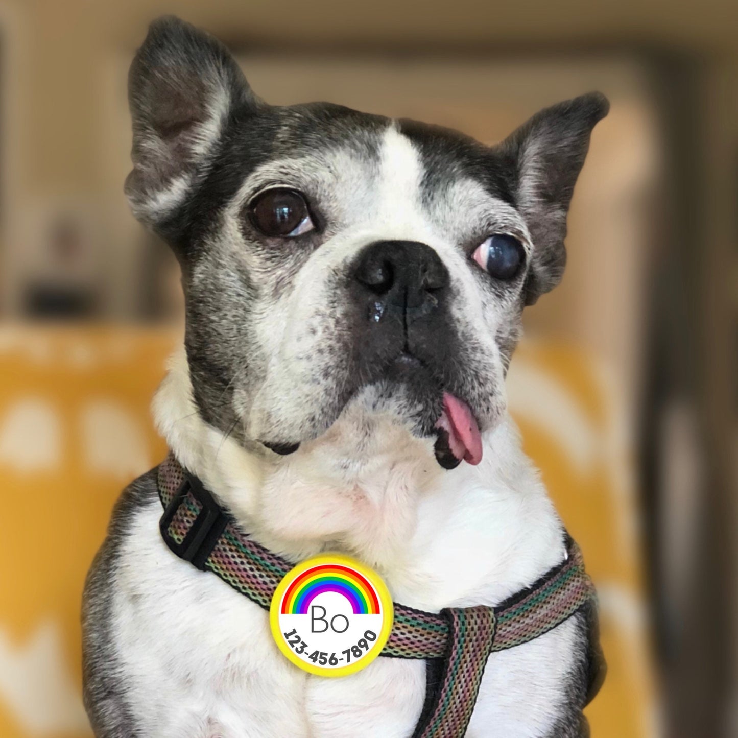Rainbow TWIST TAG- Silent, Eco-Friendly, Ringless ID Tag for Cats and Dogs