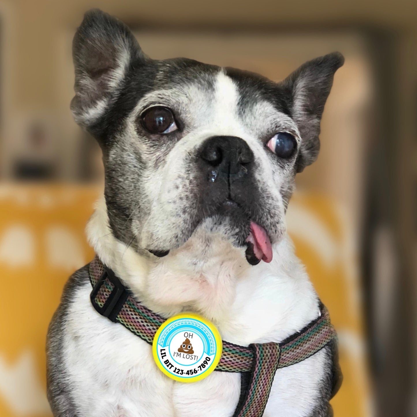 Oh Shit, I'm Lost! TWIST Tag- Silent, Eco-Friendly, Ringless Id Tag for Cats and Dogs