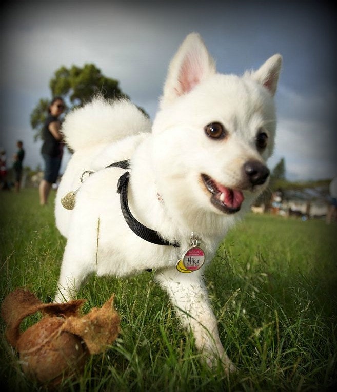 The Original "Hello My Name Is" Silver Pet ID Tag -As Seen In Modern Dog Magazine