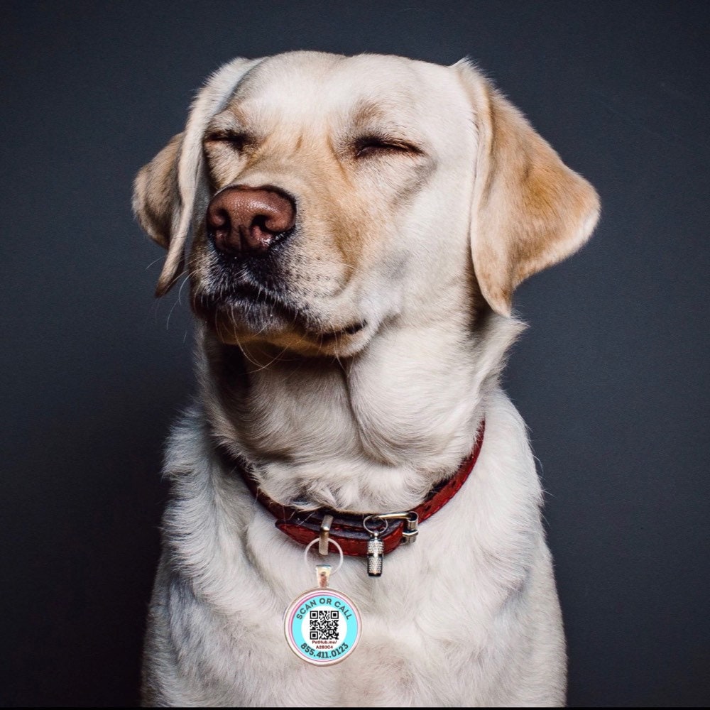 QR Code Dog Tag Cat ID Free PetHub Profile and Lost Pet Hotline- non personalized