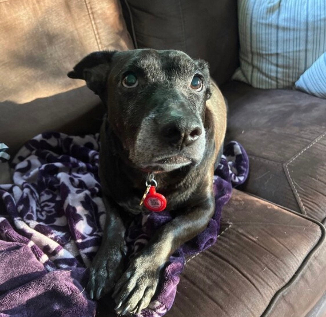 Rainbow Eco-Friendly Scannable QR ID Tag for Cats and Dogs- Powered by PetHub. Free Online Pet Profile pride