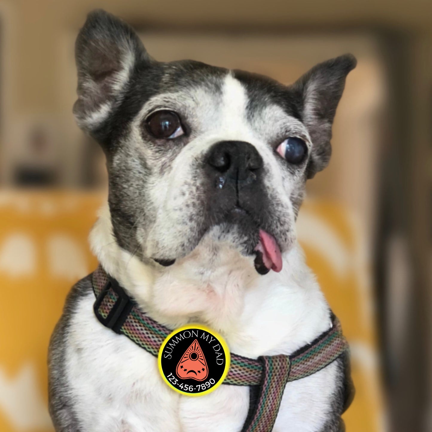 Ouija Pet ID Tag for Dogs and Cats - Summon My Mom or Dad Halloween