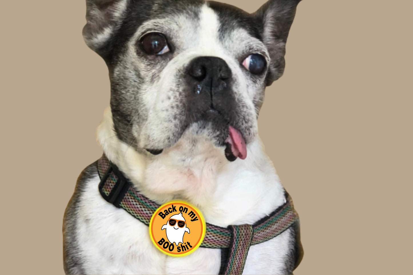 Halloween Ghost Funny Pet ID Tag for Dogs and Cats