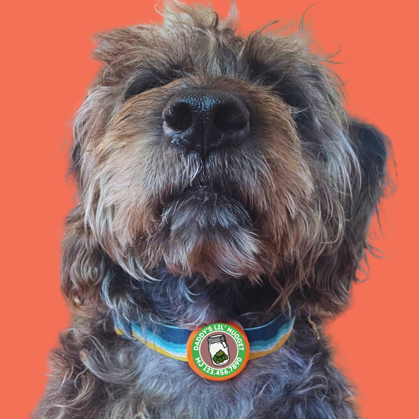 Lil Nugget Cannabis Silent Eco-Friendly Ringless ID Tag for Cats and Dogs