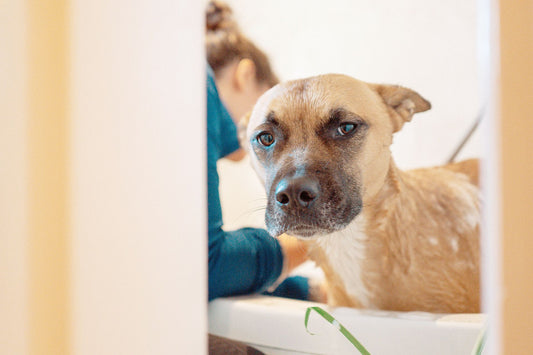 Cute Dog Getting a Bath