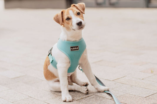 Pet Parent or Pet Free? A Conversation on Inclusivity and Community Vibes About Pets