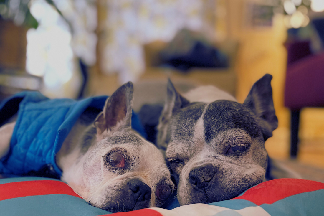 elderly boston terriers snuggling on a dog bed