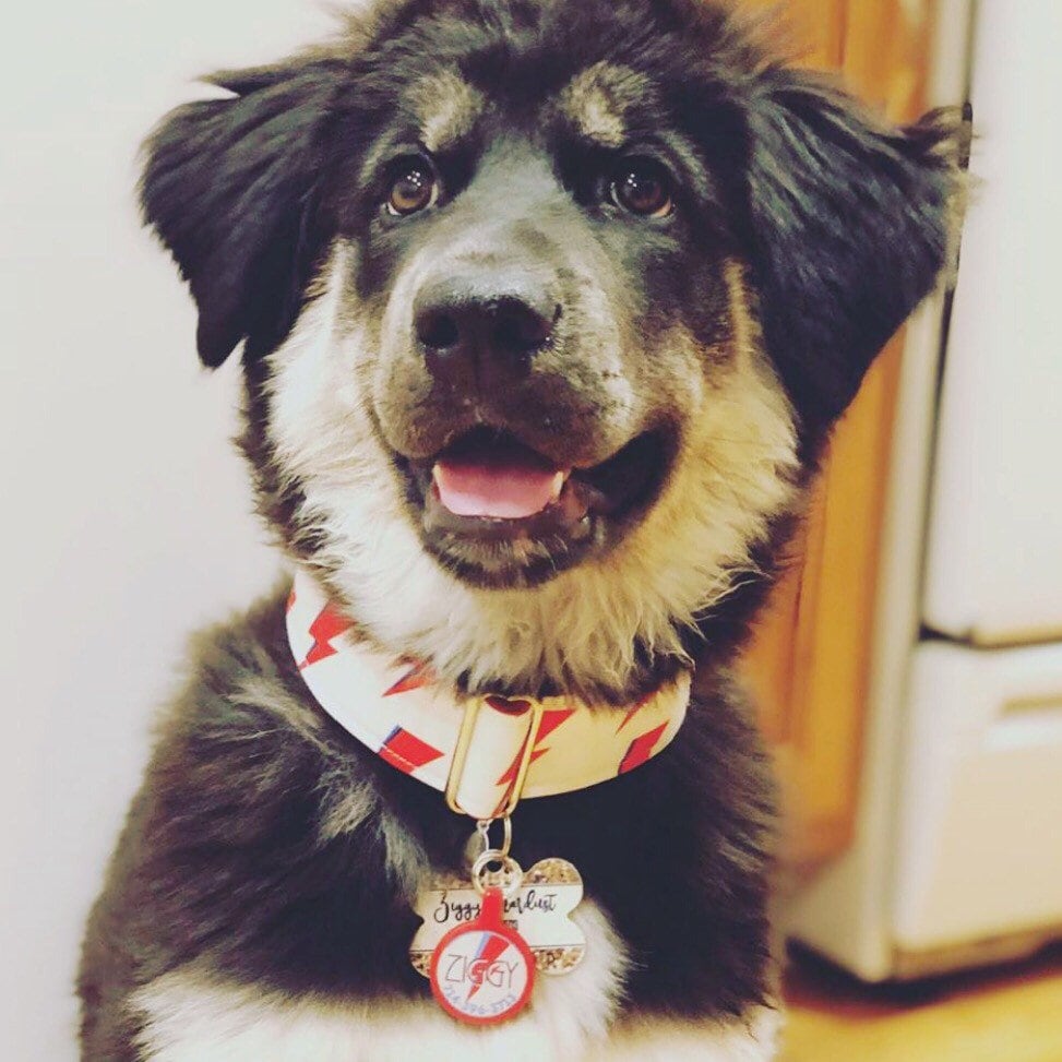 Bowie Ziggy Stardust-inspired Design Personalized Dog ID Pet Tag Custom Pet Tag You Choose Tag Size & Colors