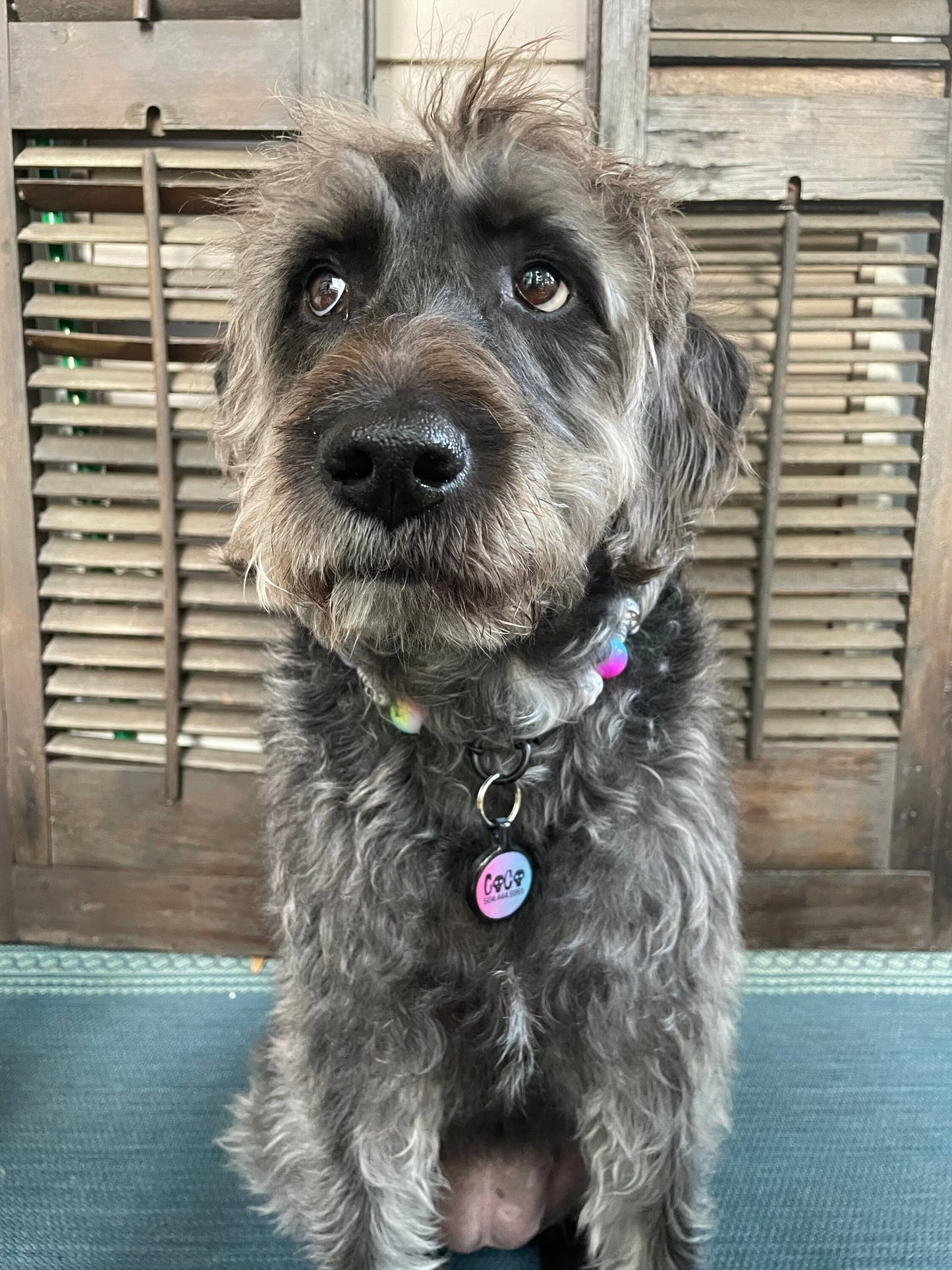 Create Your Own Design Pet ID Tags for Dogs and Cats